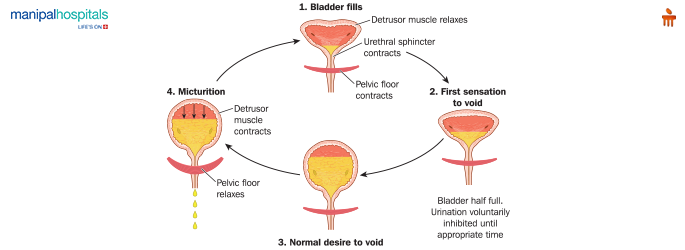 Tips to Improve Bladder Control