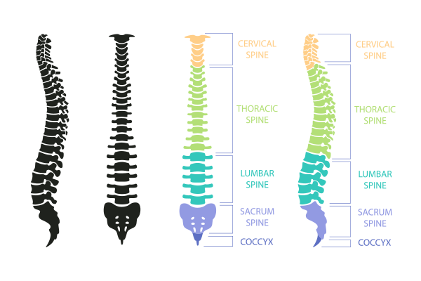 Common Spine Disorders: Causes, Symptoms, and Treatment Options