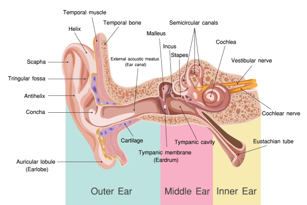 Middle Ear Infections: Symptoms, Treatments & Prevention