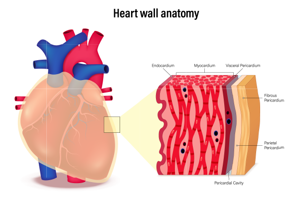 Rheumatic Heart Disease (RHD): Symptoms, Causes & Treatment