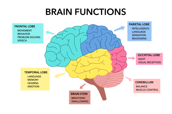 Brain Inflammation: Causes, symptoms and treatment