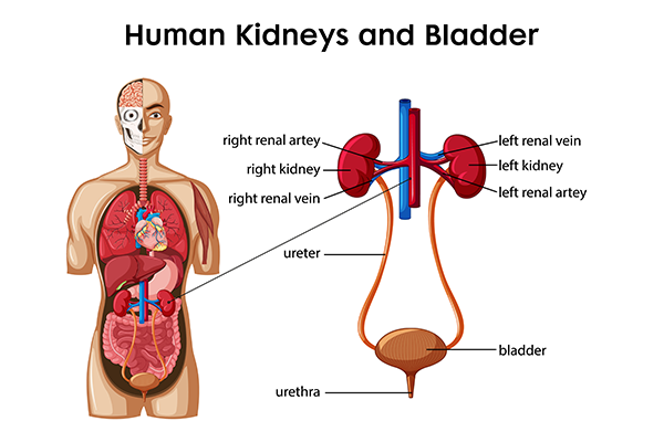 Kidney transplant treatment in Patiala